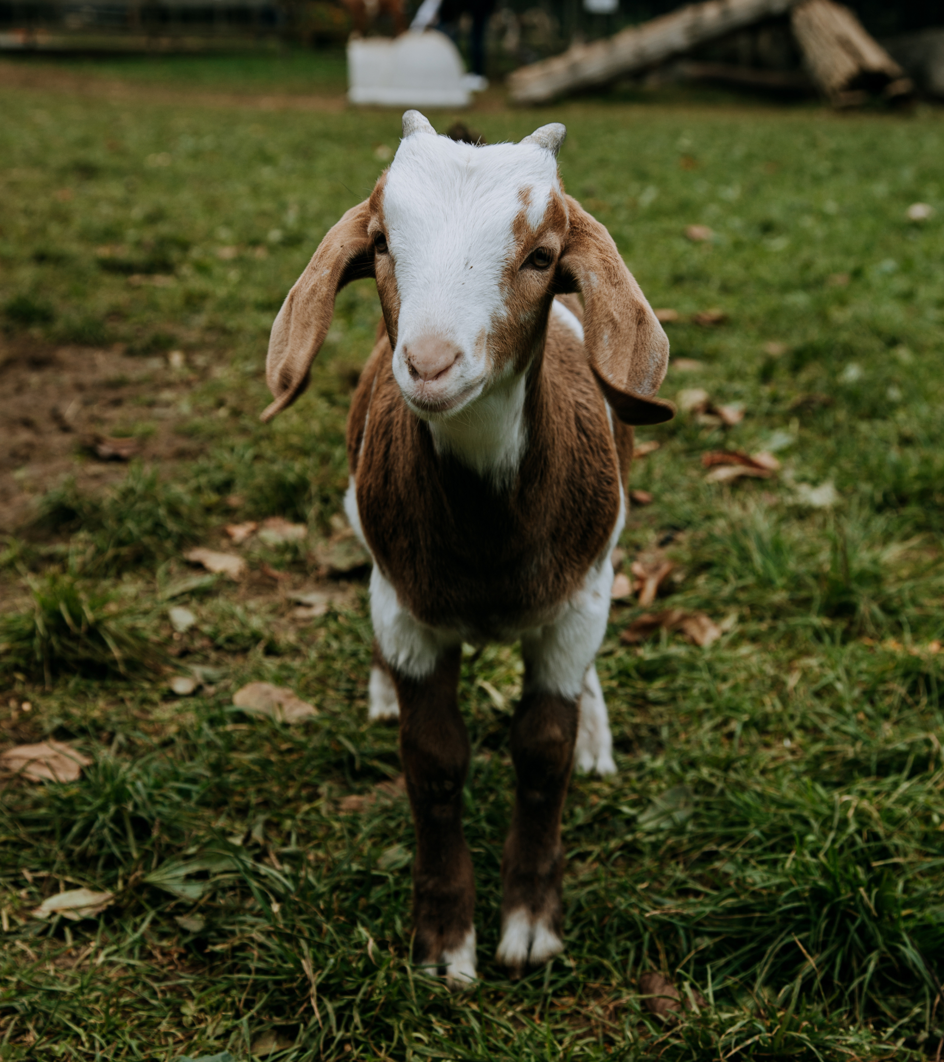 Circle Farm Goat Featur