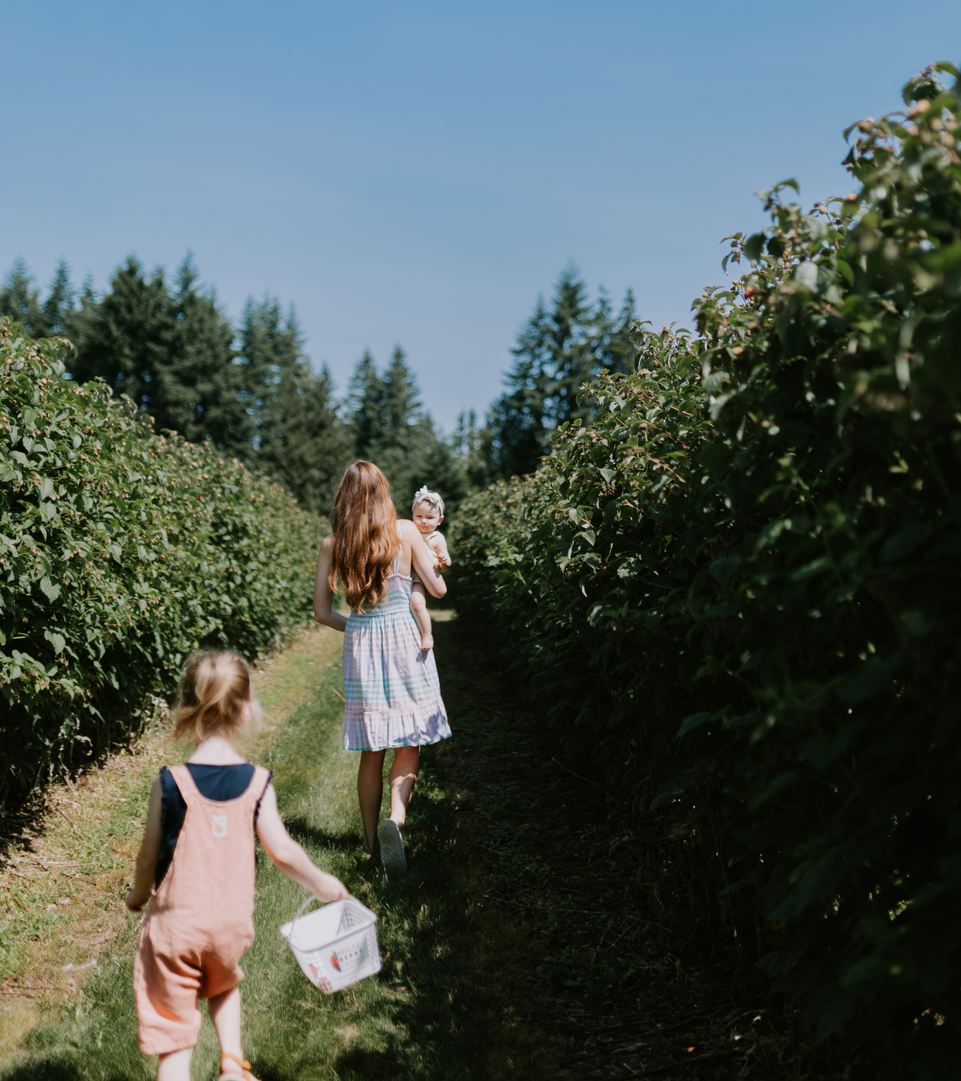Picking Fresh Raspberry Feature