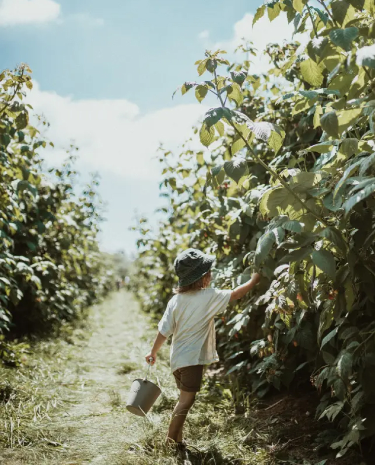 Picking Raspberries In Langley