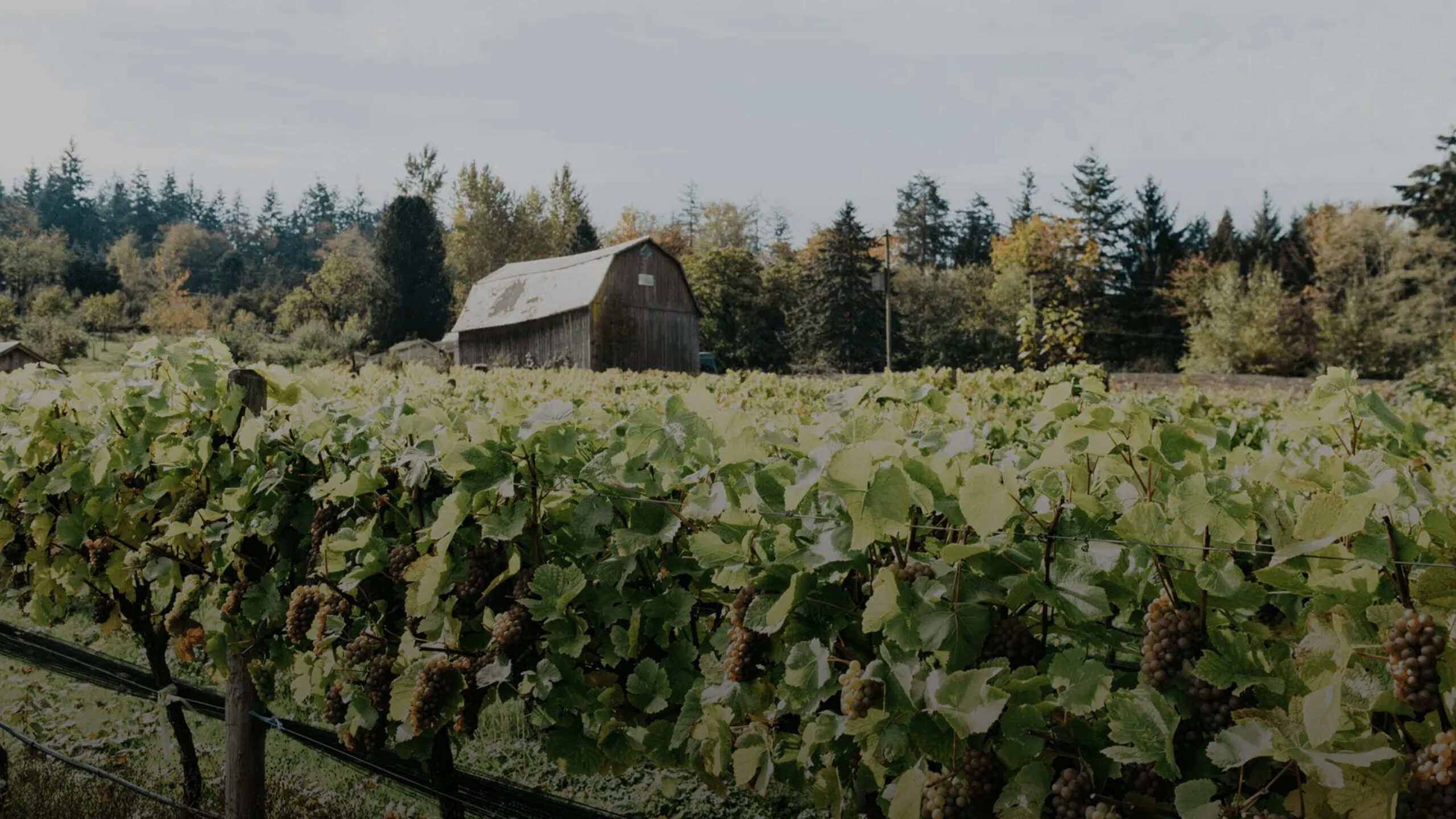 Vineyard Barn Hero Bg