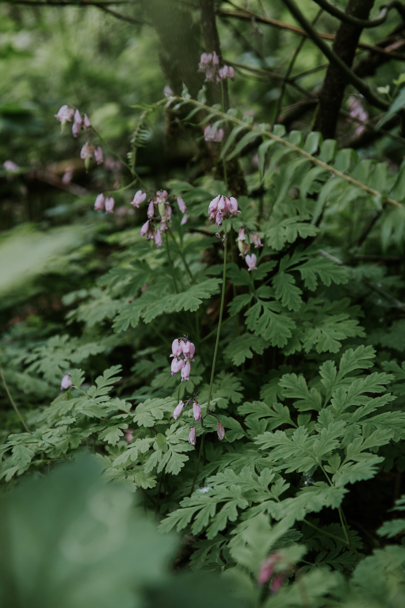 salishan Place by the River