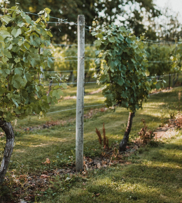 Vineyard Grape Vines Jpg